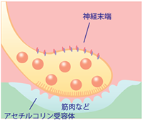 ボツリヌス製剤による治療 美容外科 美容皮膚科 形成外科 共立美容外科仙台院